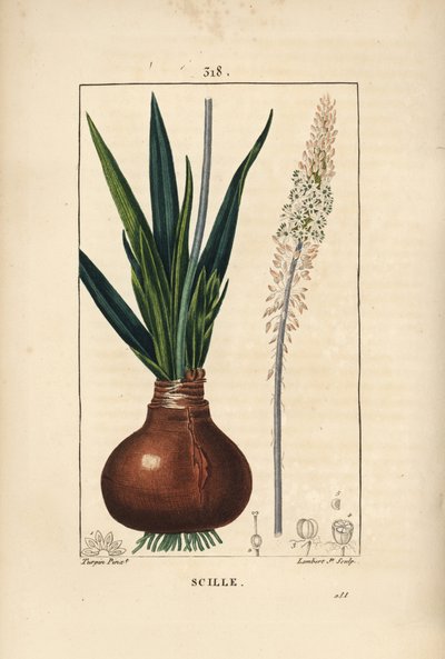 Drimia maritima, com bulbo, folha, talo e flor. Gravura de chapa de cobre colorida à mão por Lambert Junior a partir de um desenho de Pierre Jean-Francois Turpin de Chaumeton, Poiret e Chamberet "La Flore Medicale", Paris, Panckoucke de Pierre Jean Francois Turpin