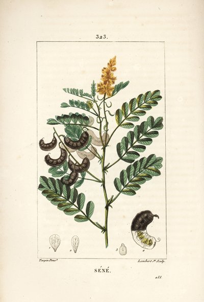 Sene - Alexandrian senna, Senna alexandrina, com flor, folha, talo e semente. Gravura em chapa de cobre colorida à mão por Lambert Junior a partir de um desenho de Pierre Jean-Francois Turpin de Chaumeton, Poiret e Chamberet de "La Flore Medicale", Paris, de Pierre Jean Francois Turpin