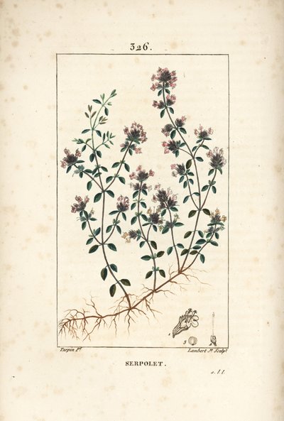 Serpoleta ou serpoleta de tomilho - Tomilho rastejante ou tomilho selvagem, Thymus serpyllum, com flor, folha, caule e raiz. Gravura em chapa de cobre colorida à mão por Lambert Junior a partir de um desenho de Pierre Jean-Francois Turpin de Chaumeton, Poi de Pierre Jean Francois Turpin