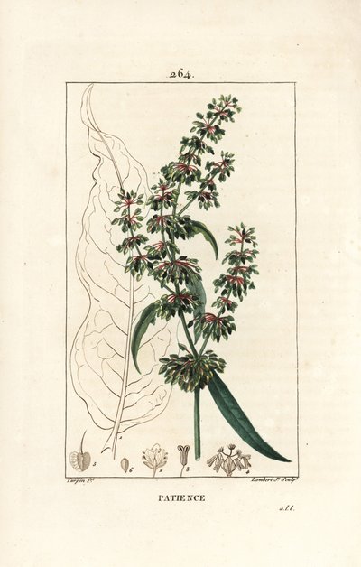 Spinard sorrel ou patience des moines - Doca da paciência, Rumex patientia, com flor, caule, folhas, sementes e contorno de folhas. Gravura de chapa de cobre colorida à mão por Lambert Junior a partir de um desenho de Pierre Jean-Francois Turpin de Chaumet de Pierre Jean Francois Turpin