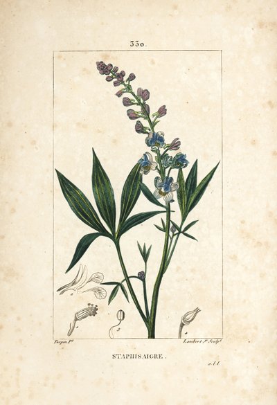 Staphisagria - Staphisagria de mentira ou stavesacre, Delphinium staphisagria, com flor, folha, talo e semente. Gravura em chapa de cobre colorida à mão por Lambert Junior a partir de um desenho de Pierre Jean-Francois Turpin de Chaumeton, Poiret e Chamber de Pierre Jean Francois Turpin