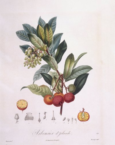 Morangueiro (Arbutus unedo), Henry Louis Duhamel du Monceau, placa botânica de Pierre Jean Francois Turpin de Pierre Jean Francois Turpin