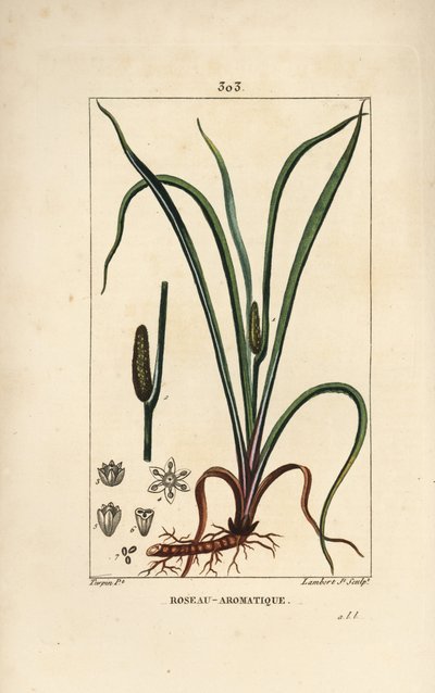 Bandeira de cheiro doce, Acorus calamus, com semente, folha e raiz. Gravura em chapa de cobre colorida à mão por Lambert Junior a partir de um desenho de Pierre Jean-Francois Turpin de Chaumeton, Poiret e Chamberet "La Flore Medicale", Paris, Panckoucke de Pierre Jean Francois Turpin