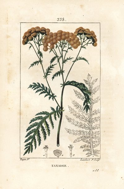 Tansy - Tansy, Tanacetum vulgare. Gravura em chapa de cobre colorida à mão por Lambert Junior a partir de um desenho de Pierre Jean-Francois Turpin de Chaumeton, Poiret e Chamberet "La Flore Medicale", Paris, Panckoucke de Pierre Jean Francois Turpin