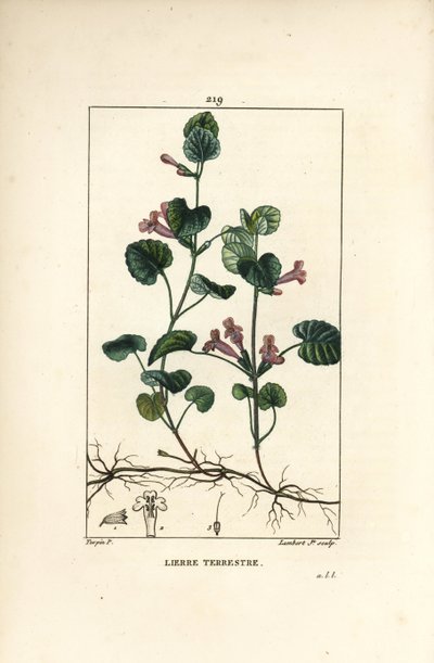 Hera terrestre - Hera terrestre, Hedera terrestris. Gravura em chapa de cobre colorida à mão por Lambert Junior a partir de um desenho de Pierre Jean-Francois Turpin de Chaumeton, Poiret e Chamberet "La Flore Medicale", Paris, Panckoucke de Pierre Jean Francois Turpin