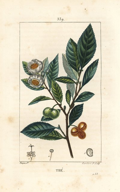 Theier - Chá, Camellia sinensis, mostrando folha, fruto e flor. Gravura em chapa de cobre colorida à mão por Lambert Junior a partir de um desenho de Pierre Jean-Francois Turpin de Chaumeton, Poiret e Chamberet "La Flore Medicale", Paris, Panckoucke de Pierre Jean Francois Turpin