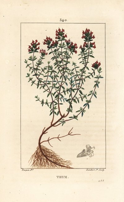 Tomilho, Thymus vulgaris, mostrando, flor, folha, caule e raiz. Gravura em chapa de cobre colorida à mão por Lambert Junior a partir de um desenho de Pierre Jean-Francois Turpin de Chaumeton, Poiret e Chamberet "La Flore Medicale", Paris, Panckoucke de Pierre Jean Francois Turpin