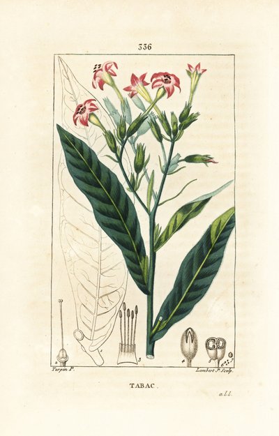 Tabaco - Tabaco, Nicotiana tabacum. Gravura em chapa de cobre colorida à mão por Lambert Junior a partir de um desenho de Pierre Jean-Francois Turpin de Chaumeton, Poiret e Chamberet "La Flore Medicale", Paris, Panckoucke de Pierre Jean Francois Turpin