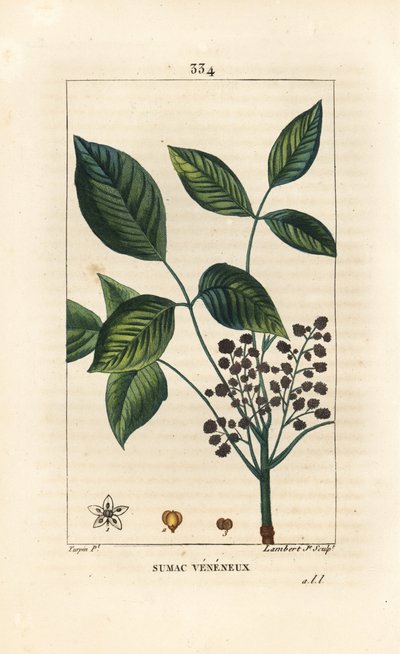 Liana Tóxica - carvalho venenoso, Toxicodendron pubescens. Gravura em chapa de cobre colorida à mão por Lambert Junior a partir de um desenho de Pierre Jean-Francois Turpin de Chaumeton, Poiret e Chamberet "La Flore Medicale", Paris, Panckoucke de Pierre Jean Francois Turpin