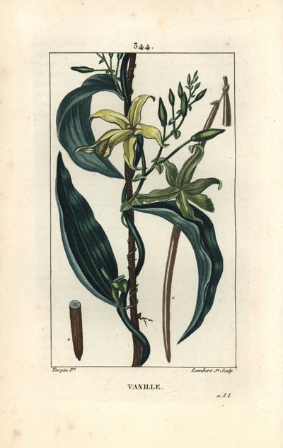 Baunilha - Orquídea de baunilha, Epidendron baunilha, com flor, folha, seedpod. Gravura de chapa de cobre colorida à mão por Lambert Junior a partir de um desenho de Pierre Jean-Francois Turpin de Chaumeton, Poiret e Chamberet "La Flore Medicale", Paris, P de Pierre Jean Francois Turpin