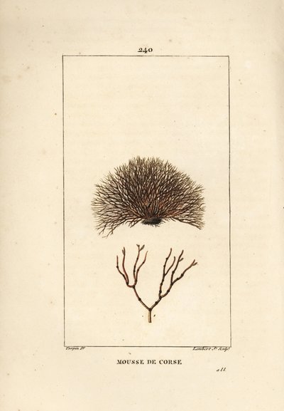 Variete de fucus - Naufrágio do mar, Fucus helminthocorton. Gravura em chapa de cobre colorida à mão por Lambert Junior a partir de um desenho de Pierre Jean-Francois Turpin de Chaumeton, Poiret e Chamberet "La Flore Medicale", Paris, Panckoucke de Pierre Jean Francois Turpin