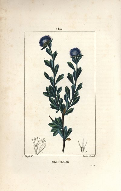 Variedades de globular - Globularia de três dentes, Globularia fruticosa. Gravura em chapa de cobre colorida à mão por Lambert Junior a partir de um desenho de Pierre Jean-Francois Turpin de Chaumeton, Poiret e Chamberet "La Flore Medicale", Paris, Panc de Pierre Jean Francois Turpin