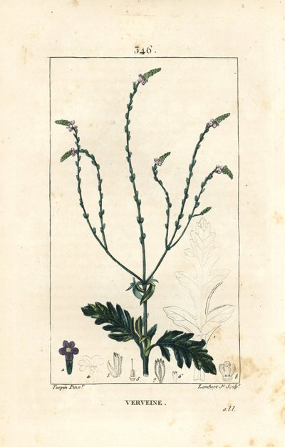 Verbena ou Erva Sagrada, Vénus ou Erva Feiticeira - Vervain, Verbena officinalis. Gravura em chapa de cobre colorida à mão por Lambert Junior a partir de um desenho de Pierre Jean-Francois Turpin de Chaumeton, Poiret e Chamberet, "La Flore Medicale," Par de Pierre Jean Francois Turpin