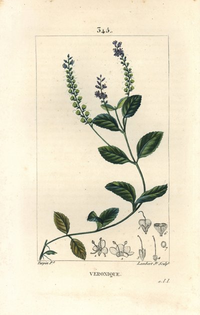 Veronique officinale - Speedwell masculino, Veronica officinalis. Gravura em chapa de cobre colorida à mão por Lambert Junior a partir de um desenho de Pierre Jean-Francois Turpin de Chaumeton, Poiret e Chamberet "La Flore Medicale", Paris, Panckoucke de Pierre Jean Francois Turpin