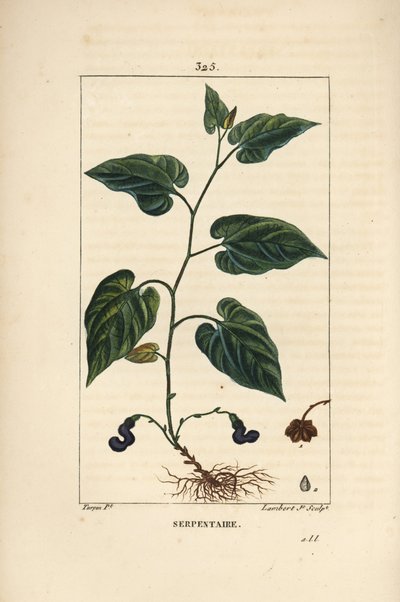 Virginia Snakeroot - Snakeroot da Virgínia, serpente Aristolochia, com flor, folha, talo, semente e raiz. Gravura em chapa de cobre colorida à mão por Lambert Junior a partir de um desenho de Pierre Jean-Francois Turpin de Chaumeton, Poiret e Chamberet