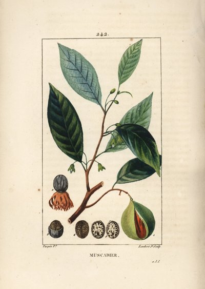 Nozes vómicas - Noz-moscada e maça, moschata Myristica, folha, semente e fruta. Gravura de chapa de cobre colorida à mão por Lambert Junior a partir de um desenho de Pierre Jean-Francois Turpin de Chaumeton, Poiret e Chamberet "La Flore Medicale", Paris, P de Pierre Jean Francois Turpin