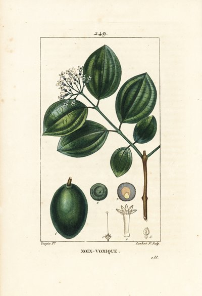 Vomiker - Árvore de estricnina ou noz envenenada, Strychnos nux-vomica, com fruto, semente, folha e flor. Gravura em chapa de cobre colorida à mão por Lambert Junior a partir de um desenho de Pierre Jean-Francois Turpin de Chaumeton, Poiret e Chamberet de  de Pierre Jean Francois Turpin