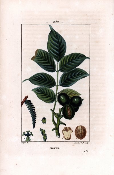 Ramo de nozes com nozes - Nogueira, Juglans regia, com ramo, folhas, frutos maduros, nozes com casca e em secção. Gravura em chapa de cobre colorida à mão por Lambert Junior a partir de um desenho de Pierre Jean-Francois Turpin de Chaumeton, Poiret et Cham de Pierre Jean Francois Turpin
