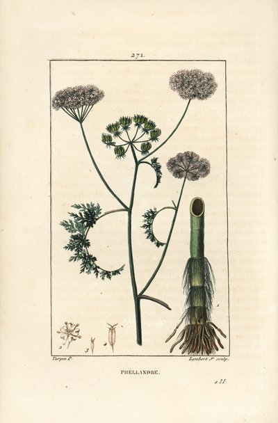 Gotas de água ou cicuta de água, Oenanthe aquatica (Phellandrium aquatica), com flor, folha, talo e raiz. Gravura em chapa de cobre colorida à mão por Lambert Junior a partir de um desenho de Pierre Jean-Francois Turpin de Chaumeton, Poiret e Chamberet