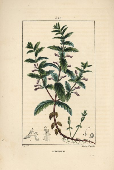 Germandree de água - Germe de água, Teucrium scordium, mostrando flor, folha, talo e raízes. Gravura em chapa de cobre colorida à mão por Lambert Junior a partir de um desenho de Pierre Jean-Francois Turpin de Chaumeton, Poiret e Chamberet de "La Flore Med de Pierre Jean Francois Turpin