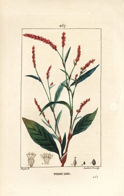Water pepper knotwee - Water-pepper, Persicaria hydropiper (Polígono hidropiper), com flor, caule e folha. Gravura em chapa de cobre colorida à mão por Lambert Junior a partir de um desenho de Pierre Jean-Francois Turpin de Chaumeton, Poiret e Chamberet". de Pierre Jean Francois Turpin