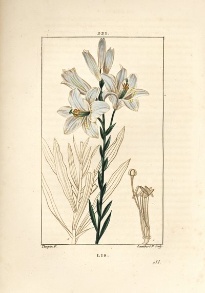 lírio branco ou lírio de madonna - lírio branco, lírio de Lilium candidum. Gravura em chapa de cobre colorida à mão por Lambert Junior a partir de um desenho de Pierre Jean-Francois Turpin de Chaumeton, Poiret e Chamberet "La Flore Medicale", Paris, Pancko de Pierre Jean Francois Turpin