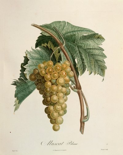 Uvas de moscatel branco de Pierre Jean Francois Turpin (1775-1840) de Pierre Jean Francois Turpin