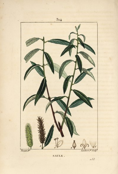 Salgueiro Branco ou Prateado, Vime Branco - Salgueiro branco, Salix alba, com folha, flor, peles de gato macho e fêmea, frutos e sementes. Gravura de chapa de cobre colorida à mão por Lambert Junior a partir de um desenho de Pierre Jean-Francois Turpin de  de Pierre Jean Francois Turpin