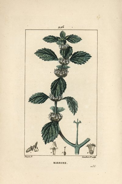 Marrubium vulgare branco ou comum - Marrubium vulgare comum. Gravura em chapa de cobre colorida à mão por Lambert Junior a partir de um desenho de Pierre Jean-Francois Turpin de Chaumeton, Poiret e Chamberet "La Flore Medicale", Paris, Panckoucke de Pierre Jean Francois Turpin