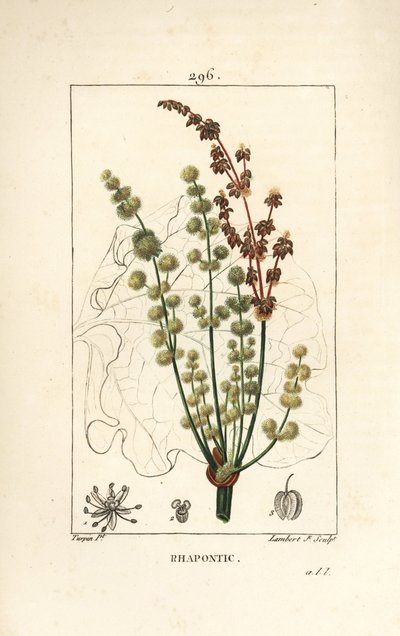Ruibarbo silvestre - Ruibarbo rhapontic ou falso, Rheum rhapontium, com flor, talo, semente e contorno foliar. Gravura em chapa de cobre colorida à mão por Lambert Junior a partir de um desenho de Pierre Jean-Francois Turpin de Chaumeton, Poiret e Chambere de Pierre Jean Francois Turpin
