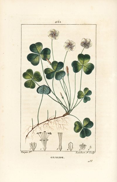 Sorrel de madeira, Oxalide (oxalis) des bois - Sorrel de madeira, Oxalis acetosella, com flor, folha, talo, semente e raiz. Gravura em chapa de cobre colorida à mão por Lambert Junior a partir de um desenho de Pierre Jean-Francois Turpin de Chaumeton, Poir de Pierre Jean Francois Turpin
