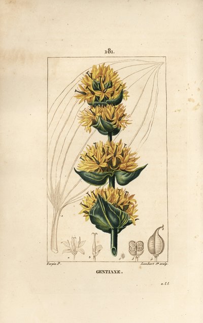 Yellow Gentian ou Great Gentian - Gentian, Gentiana lutea. Gravura em chapa de cobre colorida à mão por Lambert Junior a partir de um desenho de Pierre Jean-Francois Turpin de Chaumeton, Poiret e Chamberet "La Flore Medicale", Paris, Panckoucke de Pierre Jean Francois Turpin