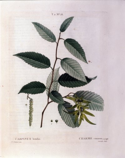 Botânico: ramo do encanto. Placa retirada de "Nouveau Duhamel du Monceau ou Treats Treats Trees and Shrubs Cultivted in France" Watercolour de Pierre Joseph Redoute (1759-1840) 1819 de Pierre Joseph (after) Redoute