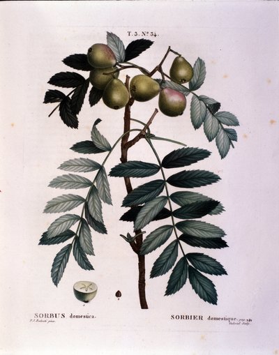 Botânico: ramo do tubérculo (Sorbus domestica) Placa retirada de "Nouveau Duhamel du Monceau ou Treats Treats Trees and Shrubs Cultivted in France" Watercolour de Pierre Joseph Redoute (1759-1840) 1819 de Pierre Joseph (after) Redoute