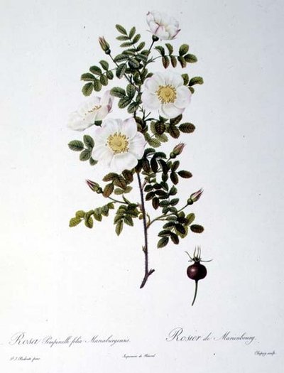 Rosa Pimpinellifolia Mariaeburgensis, gravada por Chapuy, de 