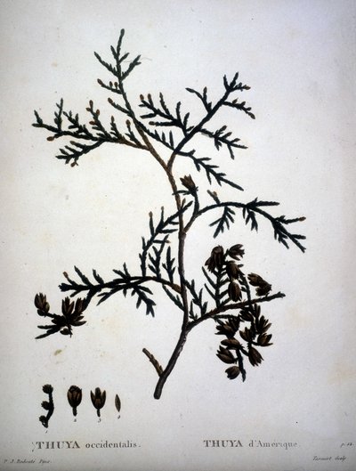 Thuja occidentalis ou Thuja americana - em "Nouveau Duhamel du Monceau ou traité des arbres et shrustes que le culture en France", figuras de acordo com desenhos de P.J. Redoute e P. Bessa de Pierre Joseph (after) Redoute