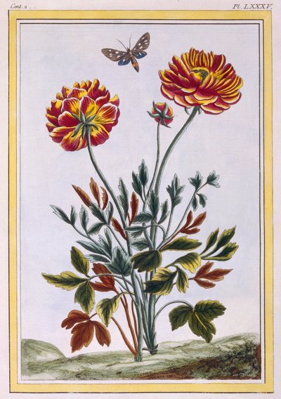 Uma variedade de papoula amarela com flores duplas, c.1776 (gravura colorida à mão) de Pierre Joseph Buchoz