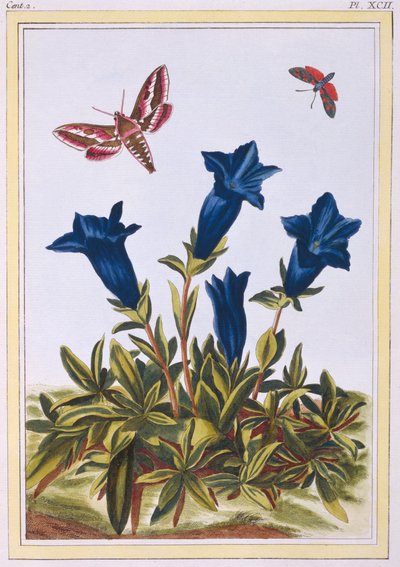 Flor de trombeta de genciana azul, pub. 1776. de Pierre Joseph Buchoz