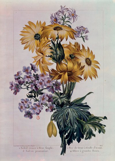 Bouquet de sóis e outras flores. Sol perene com flor única, Bico de grua com folha de Acouit e Aster com flores grandes. Litografia de Pierre Joseph (1731-1807) Paris do século XVIII, B.N. de Pierre Joseph Buchoz