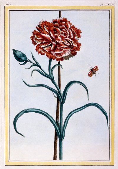 Cravo, bar. 1776. de Pierre Joseph Buchoz