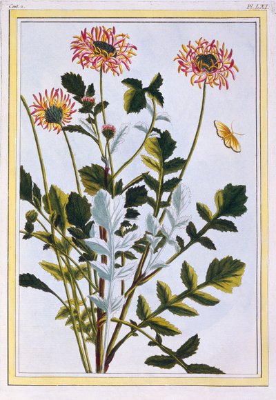 Arcotis etíope (lírio africano), c.1766 (gravura colorida à mão) de Pierre Joseph Buchoz