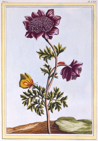 Jardim Anenome Windflower, pub. 1776. de Pierre Joseph Buchoz