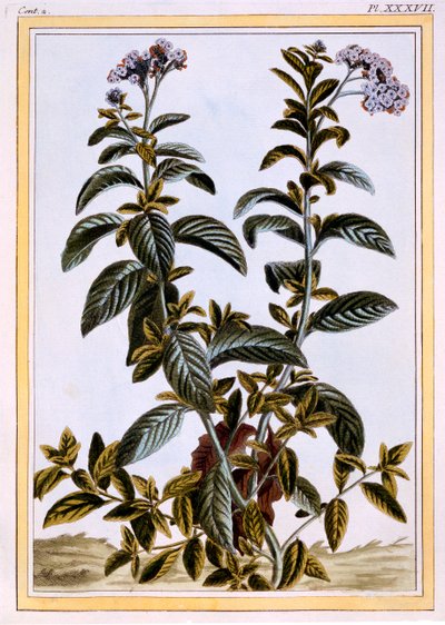 Heliotrópio ou torta de cereja, c.1766 (gravura colorida à mão) de Pierre Joseph Buchoz