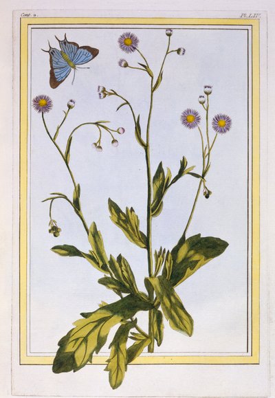 O Erigeron de Filadélfia canadense Fleabane, pub. 1776. de Pierre Joseph Buchoz