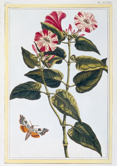 La Belle de Nuit Morning Glory, pub. 1776. de Pierre Joseph Buchoz