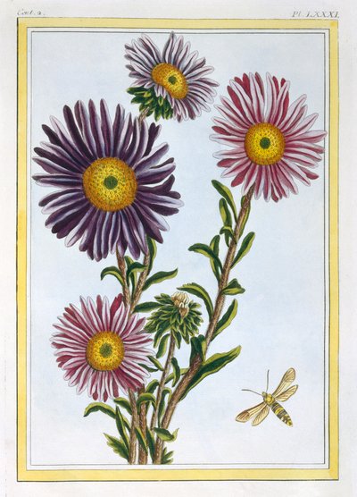 A Rainha Marguerite Aster, pub. 1776. de Pierre Joseph Buchoz