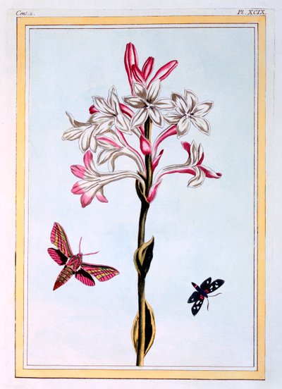 A Tuberosa, pub. 1776. de Pierre Joseph Buchoz