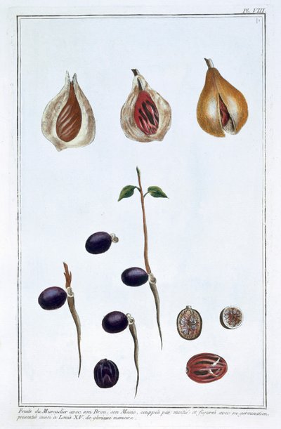 paisagem de Pierre Joseph Buchoz