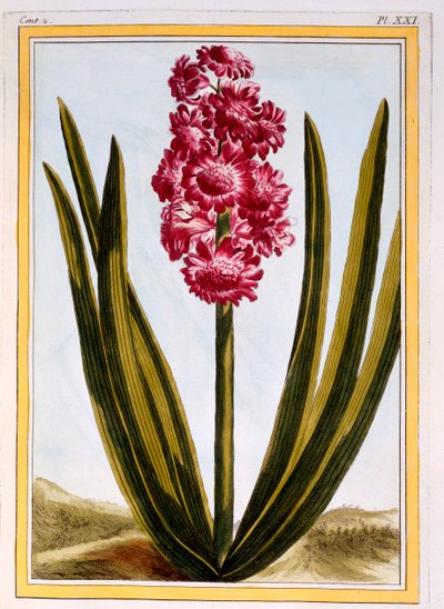 Royal Crimson, pub. 1776. de Pierre Joseph Buchoz