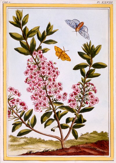 Laurel de ovelha Kalmia augustifolia, pub. 1776. de Pierre Joseph Buchoz